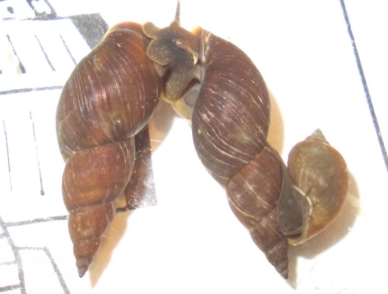 Lumaca d''acqua sconosciuta